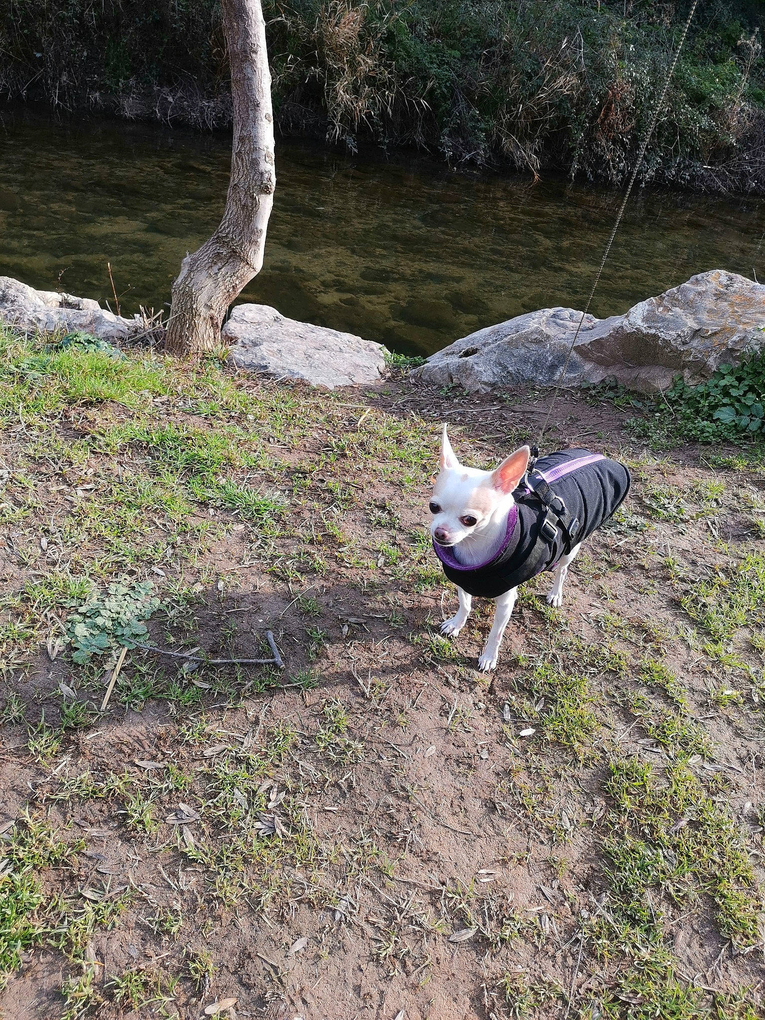 Choupie participe au concours pour gagner de l'argent avec cette photo : adventure, canidae, carnivore, collar, companion_dog, dog, dog_breed, dog_clothes, dog_supply, fawn, grass, plant, soil, sporting_group, tail, tree, trunk, water, wood, working_animal