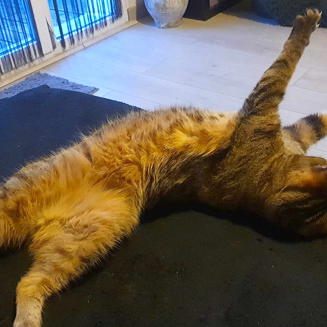 Mimine a rejoint le concours — aidez-le/la à gagner de superbes lots ! animal, blinds, cat, cozy, ears, feline, floor, fur, home, indoor, paws, pet, relaxed, rug, sleepy, stretching, tabby, whiskers, window, wooden_floor