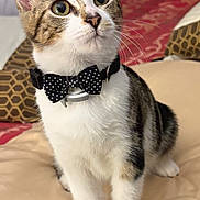 Casper is registered to the contest to win money with this photo: animal, bed, bow_tie, cat, closeup, collar, curious, cushion, cute, domestic_cat, ears, feline, fur, indoor, patterned_pillow, pet, pillow, sitting, tabby, whiskers