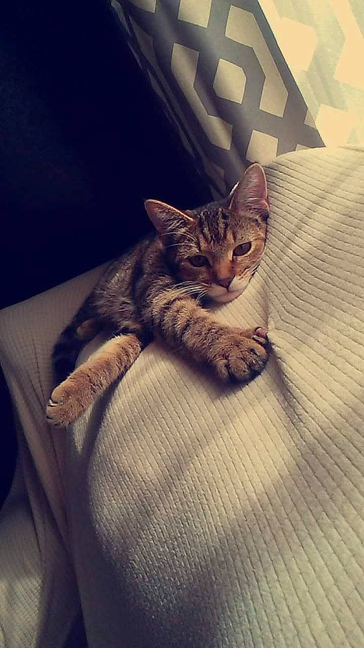 Jasmine joined the competition — help win amazing prizes! carnivore, cat, comfort, domestic_short_haired_cat, eye, fawn, felidae, fur, grey, head, human_body, human_leg, linens, small_to_medium_sized_cats, snout, tail, textile, thigh, whiskers, wood