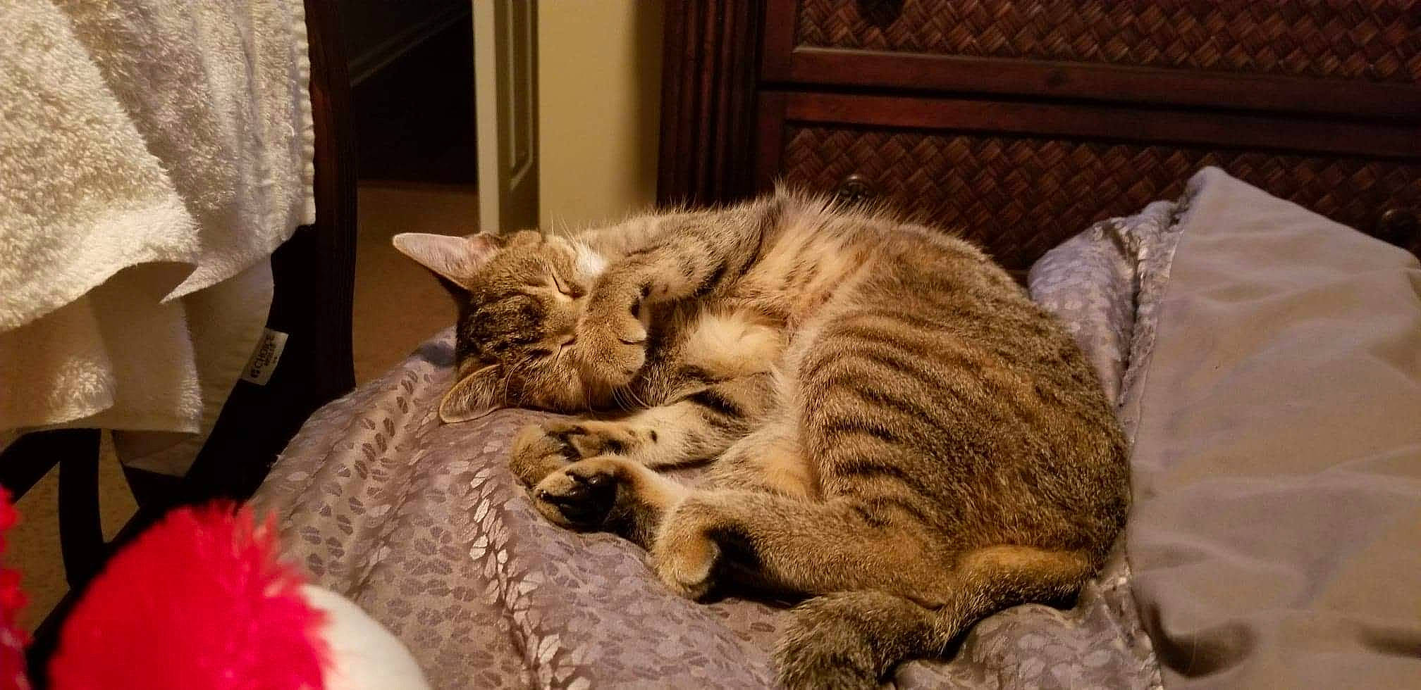 Jasmine joined the competition — help win amazing prizes! bed, bedding, carnivore, cat, cat_bed, claw, comfort, domestic_short_haired_cat, felidae, fur, linens, nap, paw, sleep, small_to_medium_sized_cats, snout, tail, terrestrial_animal, whiskers, wood