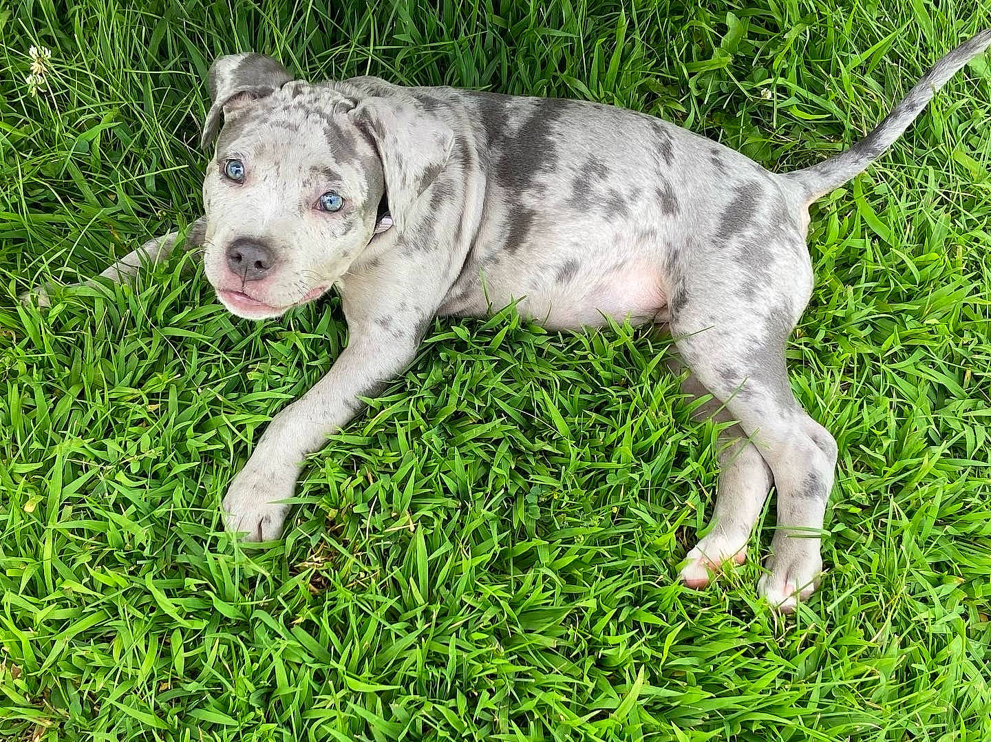 Xena joined the competition — help win amazing prizes! ancient_dog_breeds, canidae, carnivore, collar, companion_dog, dog, dog_breed, fawn, grass, molosser, non_sporting_group, sporting_group, tail, terrestrial_animal, working_animal, working_dog