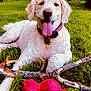 animal, canine, close_up, collar, curly_fur, daytime, dog, grass, happy, lying_down, nature, outdoor, pet, playful, relaxed, stick, summer, tongue_out, toy, white_dog