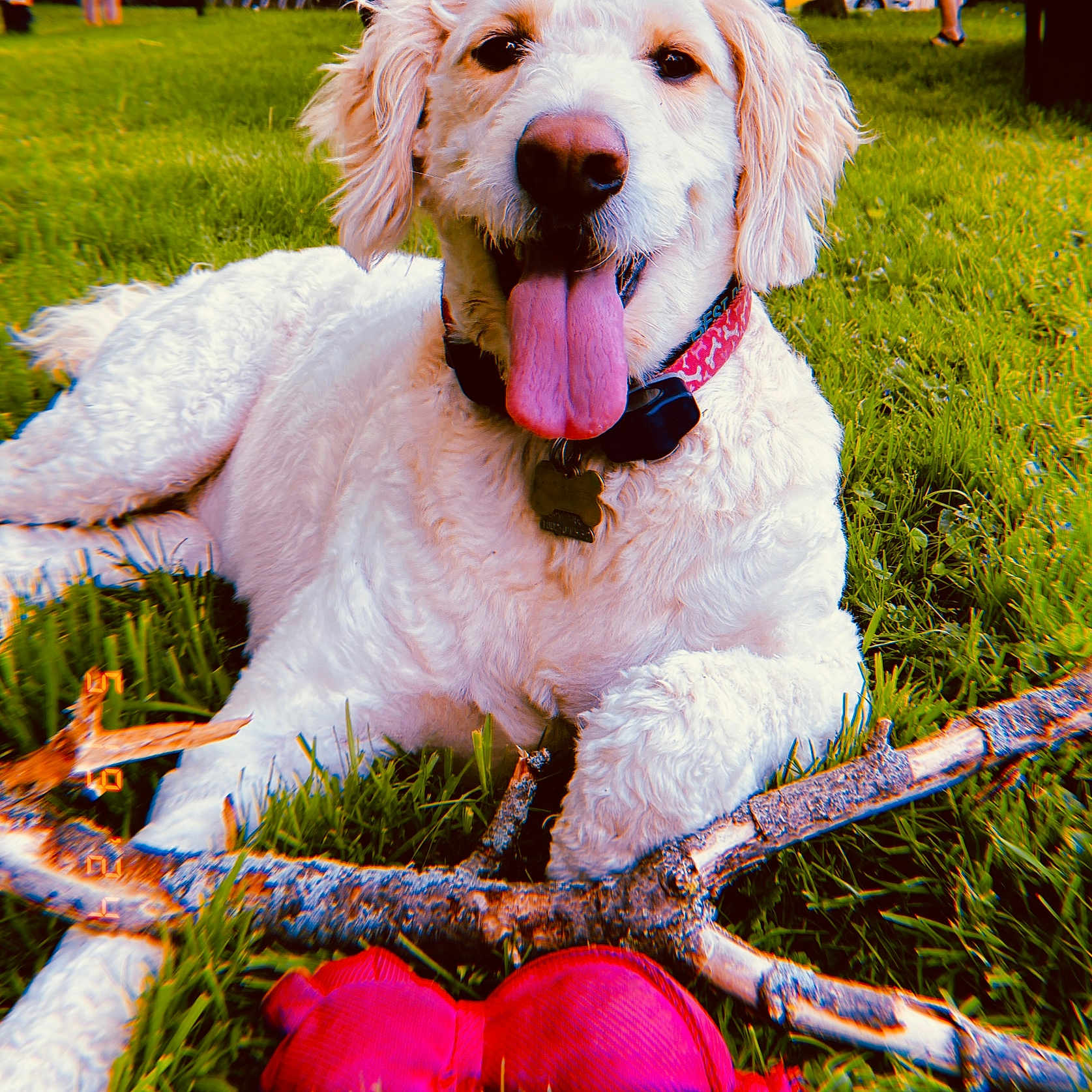 Maple Sugar is registered to the contest to win money with this photo: animal, canine, close_up, collar, curly_fur, daytime, dog, grass, happy, lying_down, nature, outdoor, pet, playful, relaxed, stick, summer, tongue_out, toy, white_dog