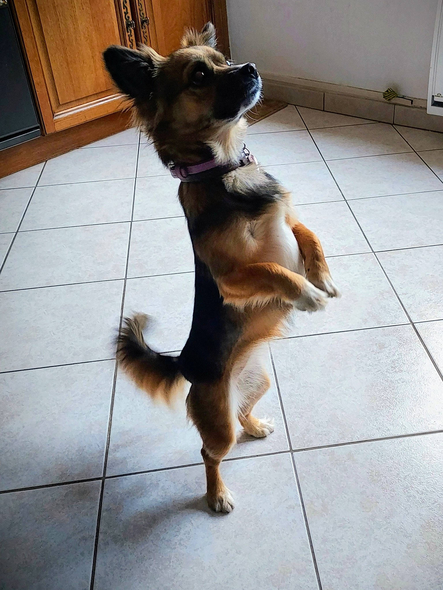 Bella participe au concours pour gagner de l'argent avec cette photo : cabinetry, carnivore, companion_dog, dog, dog_breed, dog_supply, fawn, floor, flooring, fur, hardwood, liver, paw, pet_supply, snout, sporting_group, tail, toy_dog, whiskers, wood