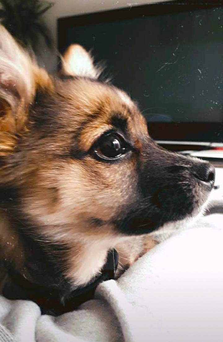 Bella a rejoint le concours — aidez-le/la à gagner de superbes lots ! ancient_dog_breeds, canidae, carnivore, companion_dog, dog, dog_breed, ear, fawn, fur, herding_dog, puppy, snout, sporting_group, street_dog, terrestrial_animal, whiskers, working_dog