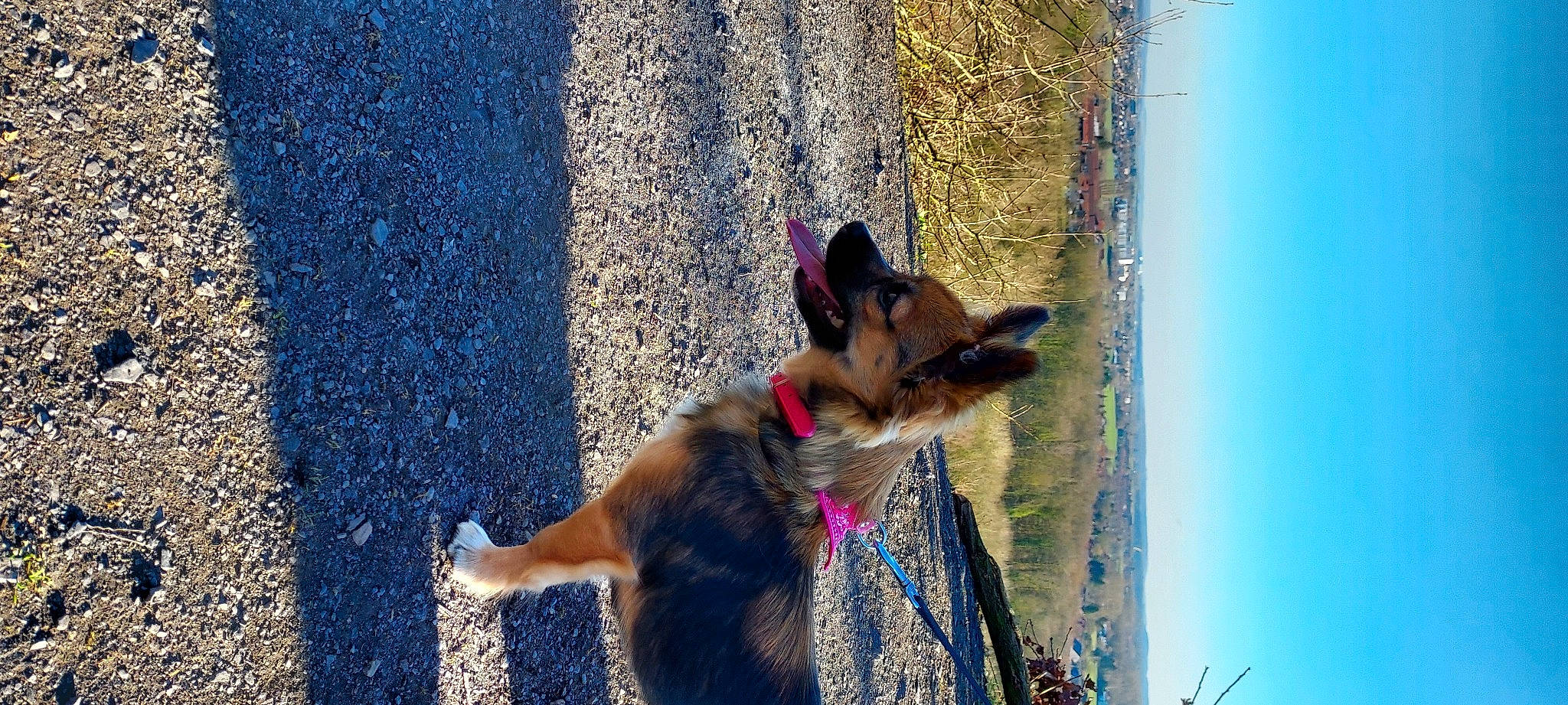 Bella a rejoint le concours — aidez-le/la à gagner de superbes lots ! asphalt, blue, carnivore, collar, dog, dog_breed, dog_collar, dog_supply, east_european_shepherd, electric_blue, fawn, german_shepherd_dog, king_shepherd, leash, old_german_shepherd_dog, pet_supply, road_surface, sky, snout, sporting_group