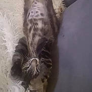 Kiwi a rejoint le concours — aidez-le/la à gagner de superbes lots ! cat, kitten, tabby, pet, furry, paws, belly, whiskers, lying_down, indoor, blanket, couch, cozy, playful, stripes, fur, relaxed, eyes, portrait, domestic_animal