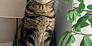 Kiwi a rejoint le concours — aidez-le/la à gagner de superbes lots ! cat, tabby_cat, green_eyes, whiskers, houseplant, lamp, indoor, portrait, sitting, fur, paws, stripes, cozy, pet, feline, leaves, wall, window_sill, soft_blanket, furniture