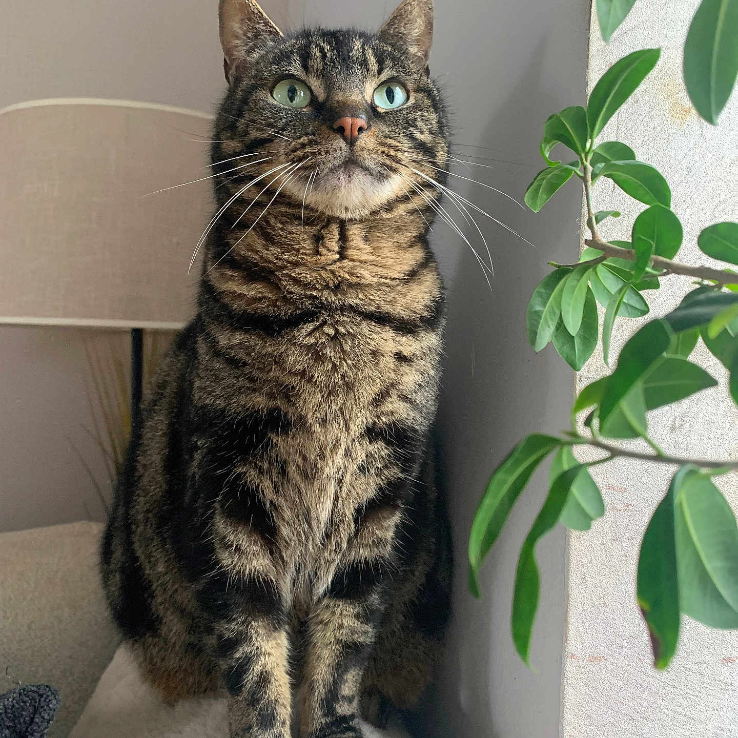 Kiwi a rejoint le concours — aidez-le/la à gagner de superbes lots ! cat, cozy, feline, fur, furniture, green_eyes, houseplant, indoor, lamp, leaves, paws, pet, portrait, sitting, soft_blanket, stripes, tabby_cat, wall, whiskers, window_sill