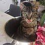 cat, tabby_cat, pet, animal, kitten, sitting, saucepan, pot, stainless_steel, kitchen, indoor, table, green_eyes, tongue, licking, plant, flowers, chair, domestic, curiosity