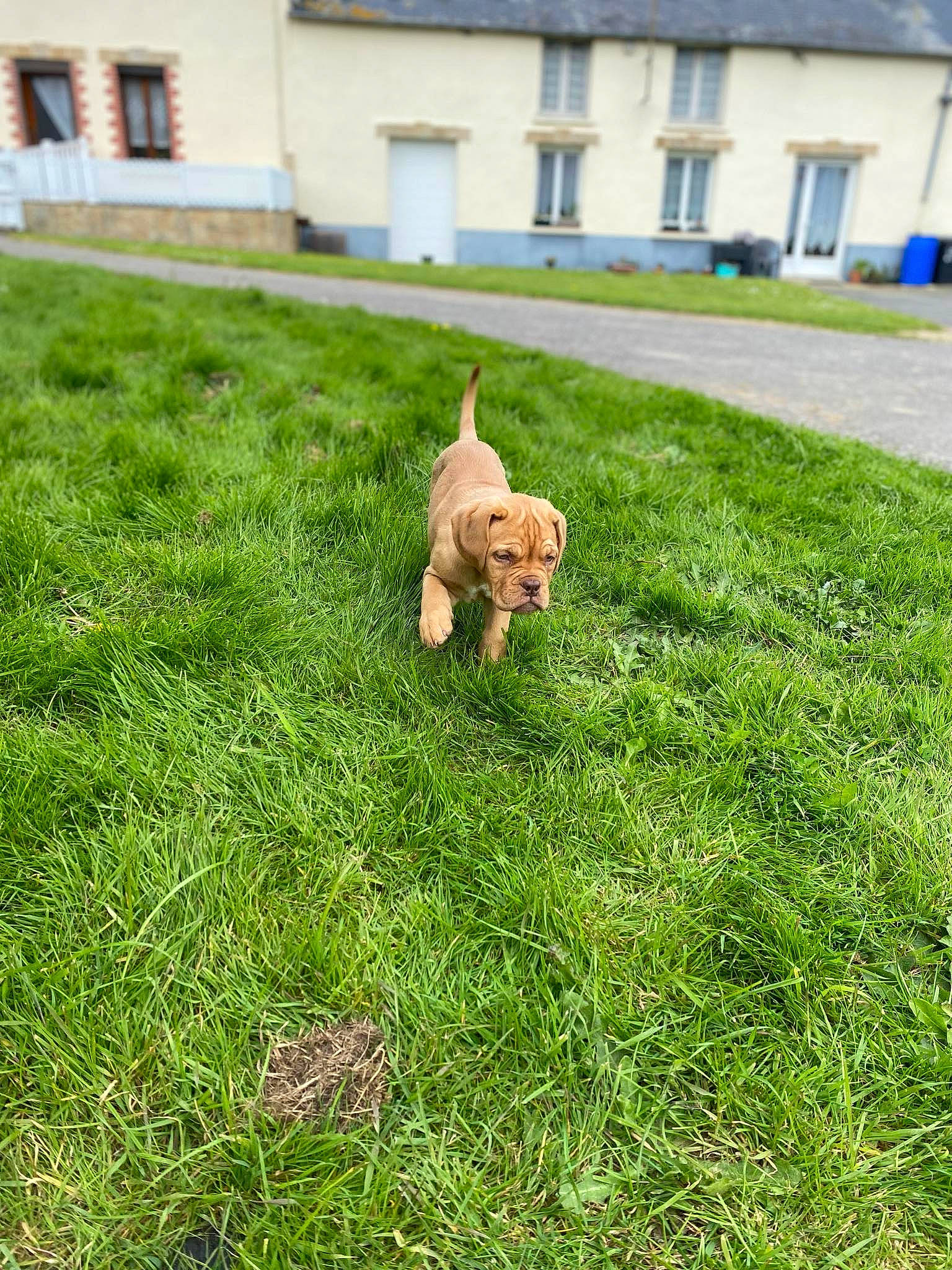 Vénus participe au concours pour gagner de l'argent avec cette photo : building, canidae, carnivore, companion_dog, dog, dog_breed, fawn, flooring, grass, grassland, groundcover, house, lawn, plant, shrub, sporting_group, tail, toy, toy_dog, window