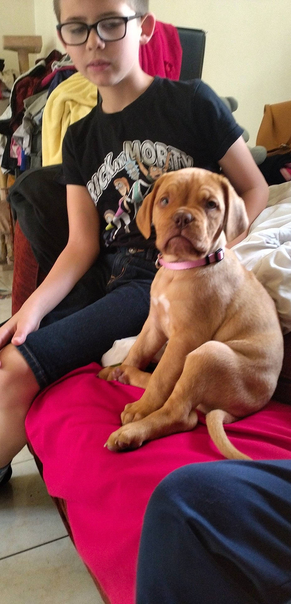 Vénus a rejoint le concours — aidez-le/la à gagner de superbes lots ! canidae, carnivore, comfort, companion_dog, dog, dog_breed, dog_collar, event, fawn, fun, human_leg, knee, lap, liver, paw, sitting, snout, sporting_group, thigh, working_animal