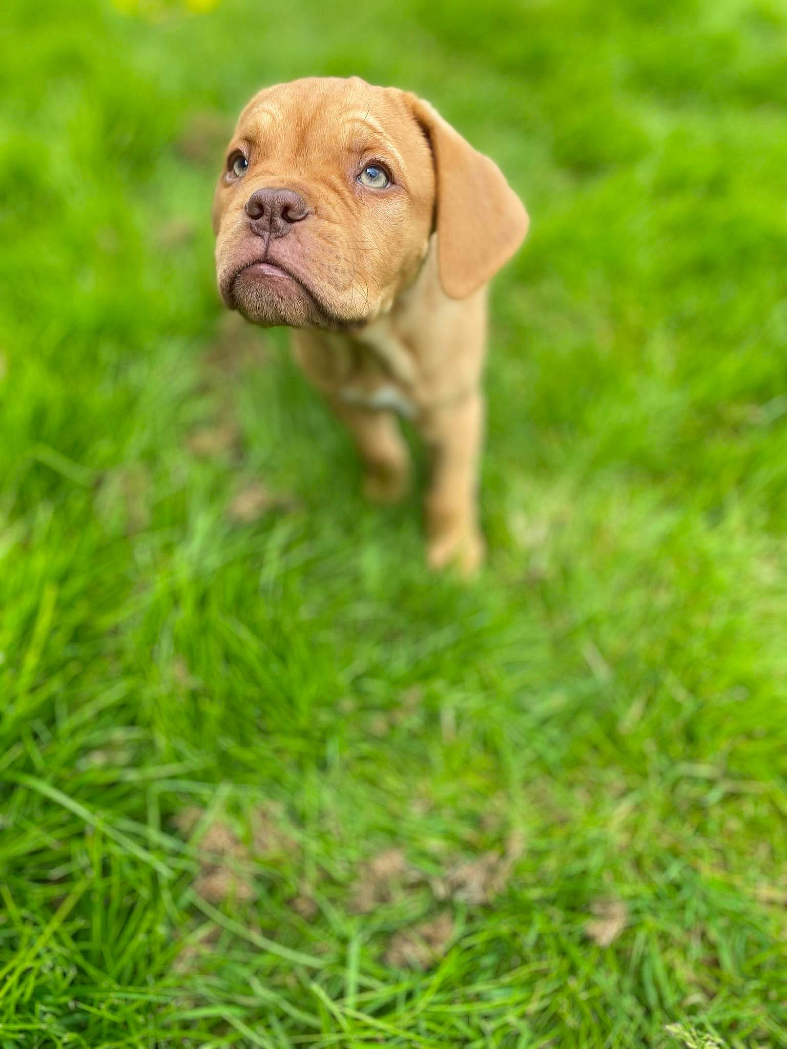 Vénus participe au concours pour gagner de l'argent avec cette photo : canidae, carnivore, companion_dog, dog, dog_breed, fawn, grass, grassland, hunting_dog, liver, non_sporting_group, ori_pei, plant, puppy, snout, sporting_group, terrestrial_animal, wildlife, working_animal, wrinkle