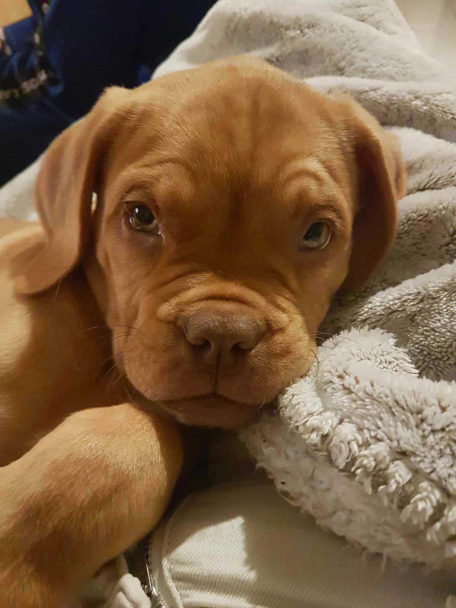 Vénus a rejoint le concours — aidez-le/la à gagner de superbes lots ! ancient_dog_breeds, canidae, carnivore, companion_dog, dog, dog_breed, dog_collar, ear, fawn, fur, linens, liver, molosser, snout, sporting_group, terrestrial_animal, whiskers, wood, working_animal, wrinkle