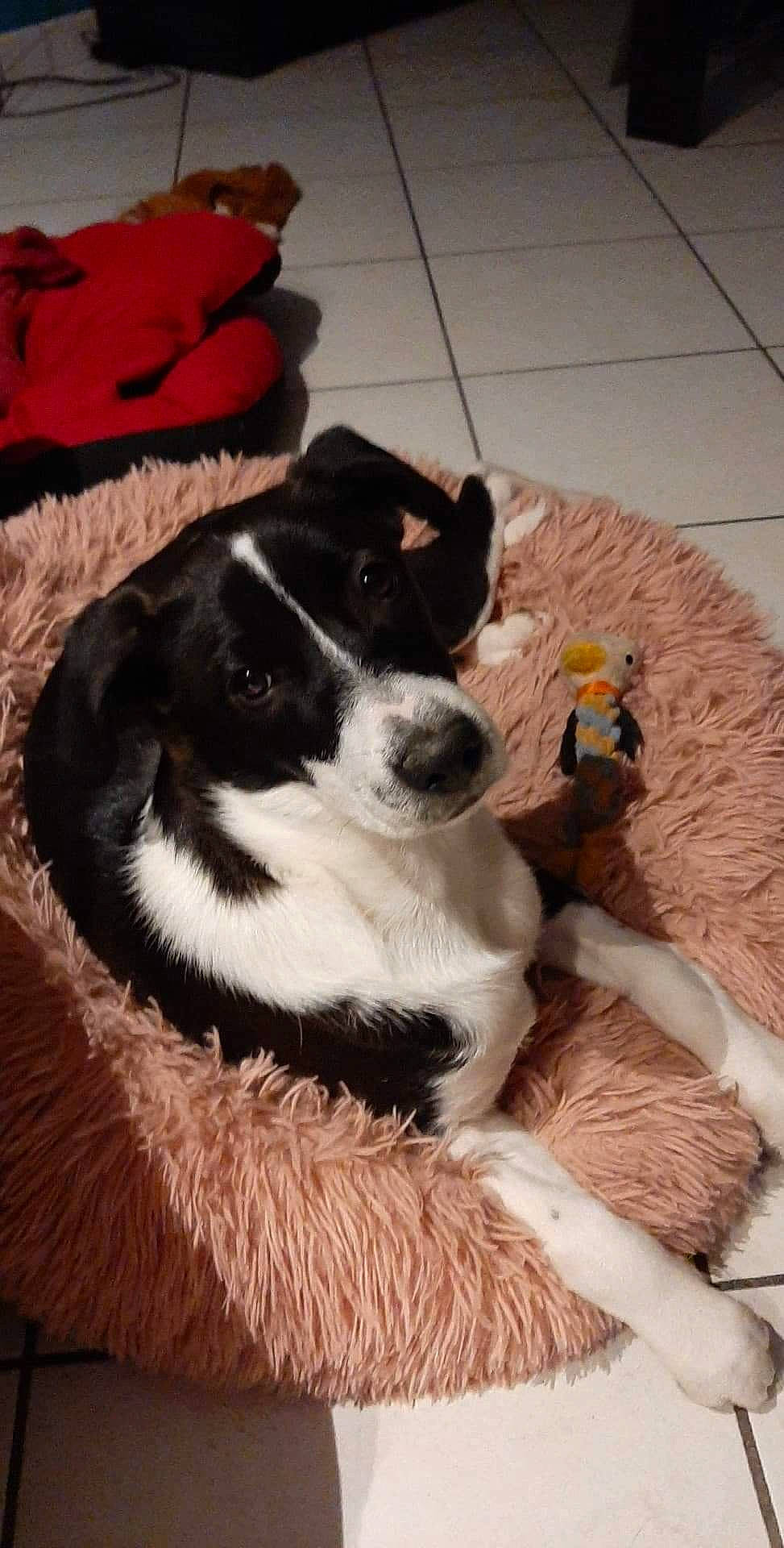 Luna a rejoint le concours — aidez-le/la à gagner de superbes lots ! border_collie, canidae, carnivore, comfort, companion_dog, dog, dog_breed, dog_supply, fur, natural_material, paw, pet_supply, sporting_group, terrestrial_animal, vertebrate, working_animal, working_dog