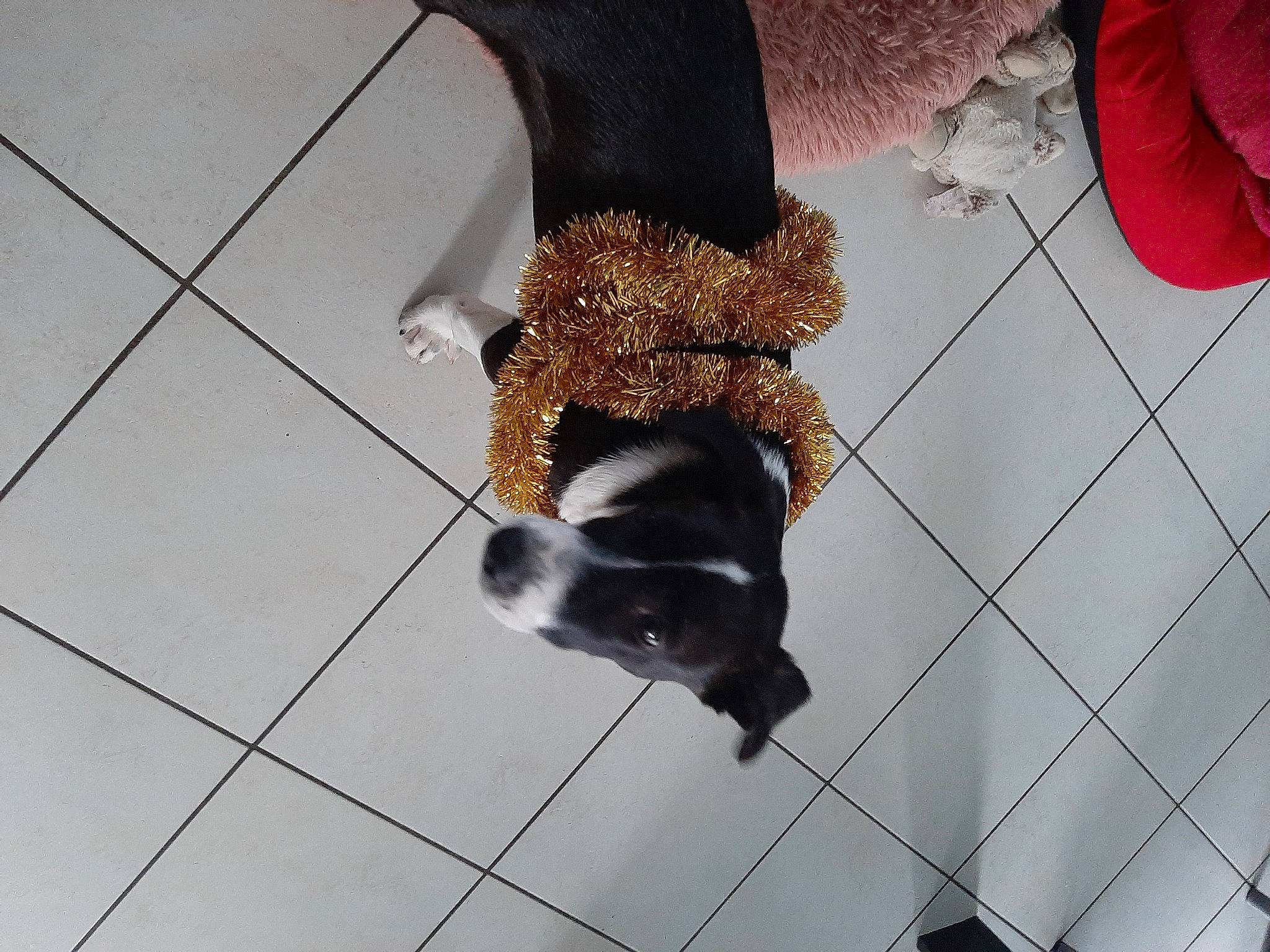 Luna participe au concours pour gagner de l'argent avec cette photo : carnivore, companion_dog, coquelicot, dog, dog_breed, flooring, fur, mesh, party_supply, shadow, snout, tail, tile, tile_flooring