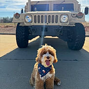 Zion joined the competition — help win amazing prizes! dog, bandana, tongue_out, fluffy, outdoor, sunny, vehicle, military_vehicle, concrete, shadow, blue_sky, clouds, happy, pet, leash, front_view, daytime, cute, mammal, portrait