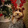 Zion is registered to the contest to win money with this photo: dog, reindeer_antlers, tinsel, christmas_tree, holiday_decor, festive, indoor, brown_and_white_fur, carpet, polka_dot_wall, decorations, cute, pet, animal, christmas_lights, holiday_season, portrait, celebration, costume, furry