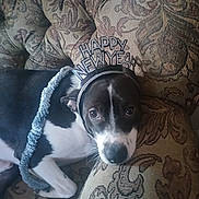 Rocco joined the competition — help win amazing prizes! animal, black_and_white, celebration, close_up, comfort, couch, cute, dog, expression, face, fur, garland, headband, holiday, indoor, laying_down, new_year, patterned_fabric, pet, resting