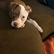 Bryson Zeus Peters is registered to the contest to win money with this photo: animal, brown, canine, companion, couch, cute, dog, ears, fur, home, indoor, laying_down, looking_up, nose, paw, pet, puppy, relaxed, white, young