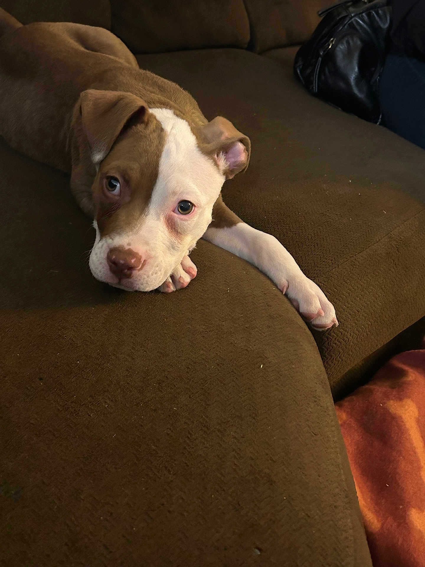 Bryson Zeus Peters is registered to the contest to win money with this photo: animal, brown, canine, companion, couch, cute, dog, ears, fur, home, indoor, laying_down, looking_up, nose, paw, pet, puppy, relaxed, white, young