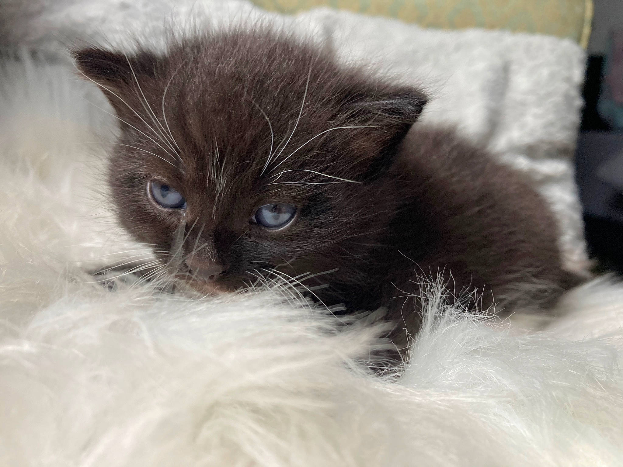 Uthred joined the competition — help win amazing prizes! british_longhair, carnivore, cat, claw, comfort, domestic_short_haired_cat, eye, felidae, fur, grey, ragdoll, small_to_medium_sized_cats, snout, tail, terrestrial_animal, whiskers, window