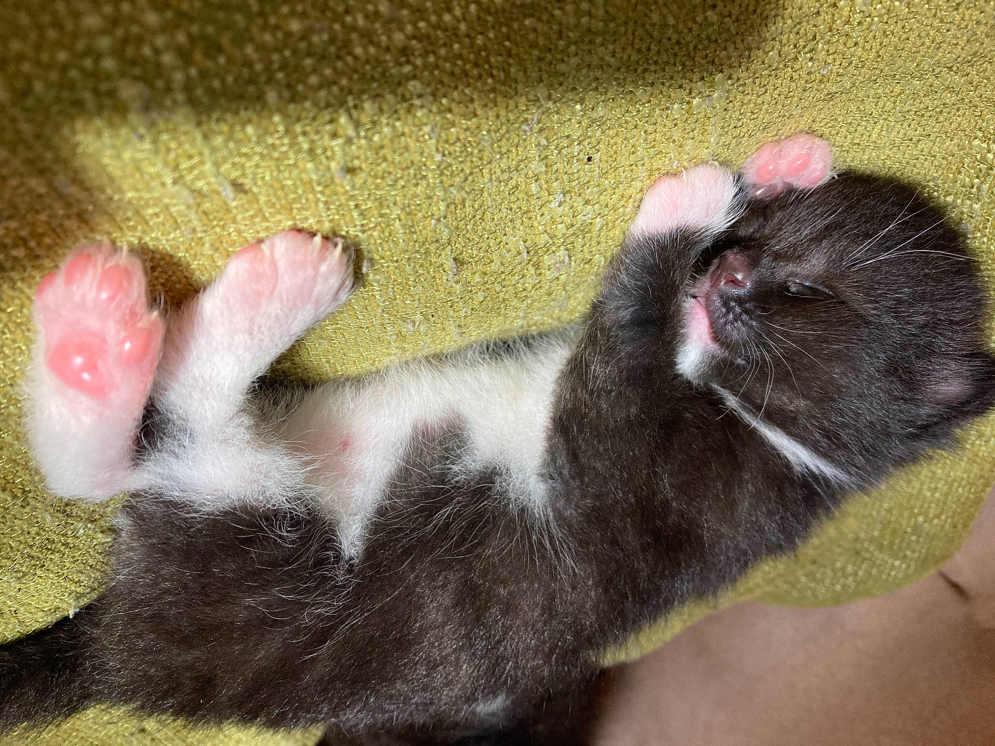 Uthred is registered to the contest to win money with this photo: carnivore, cat, claw, comfort, domestic_short_haired_cat, felidae, foot, fur, gesture, human_leg, mammal, nail, paw, small_to_medium_sized_cats, tail, terrestrial_animal, toe, vertebrate, whiskers