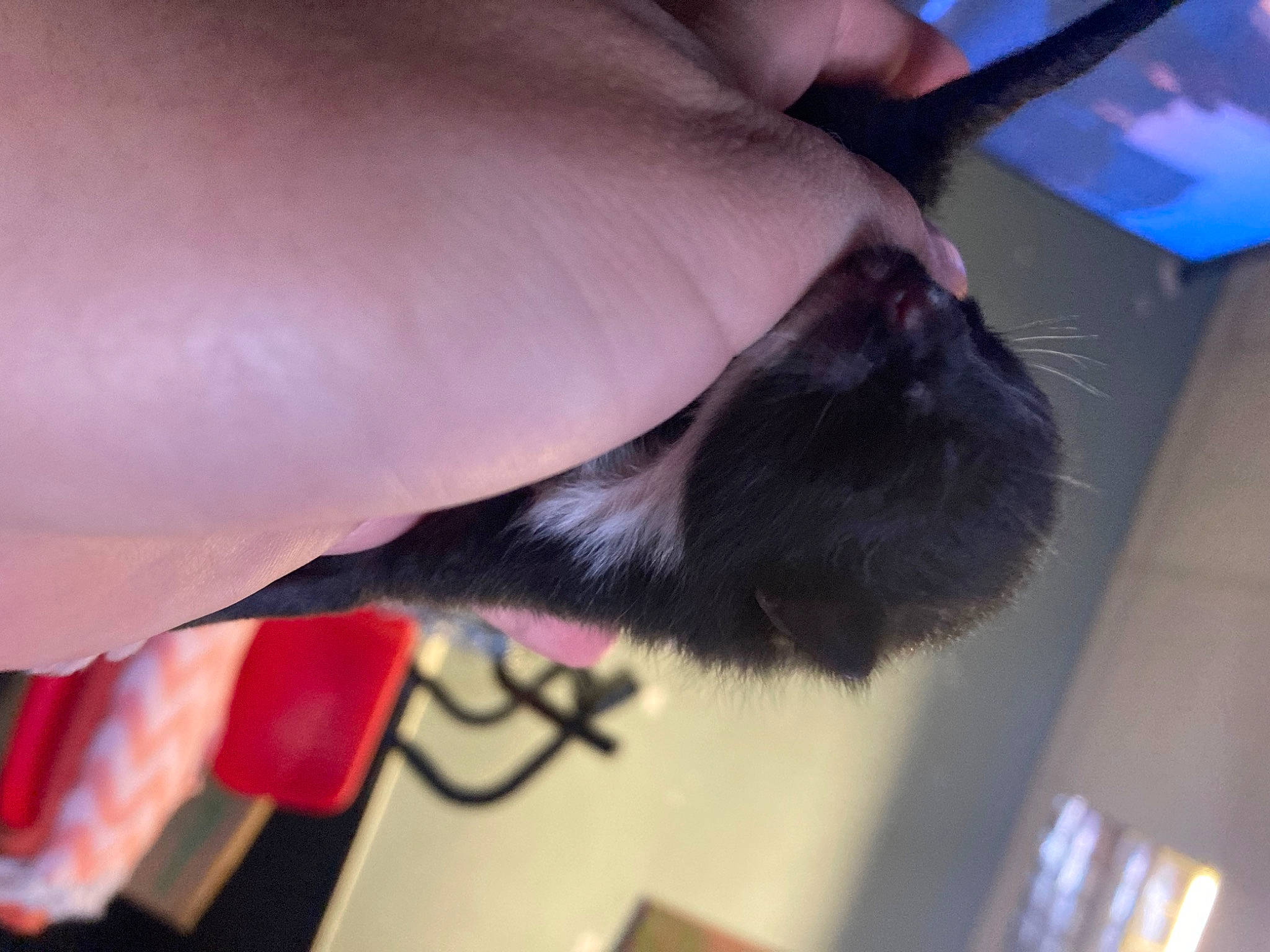 Uthred joined the competition — help win amazing prizes! canidae, carmine, carnivore, cat, claw, dog_breed, electric_blue, felidae, finger, flesh, foot, fur, human_leg, nail, paw, small_to_medium_sized_cats, snout, tail, whiskers, wrist