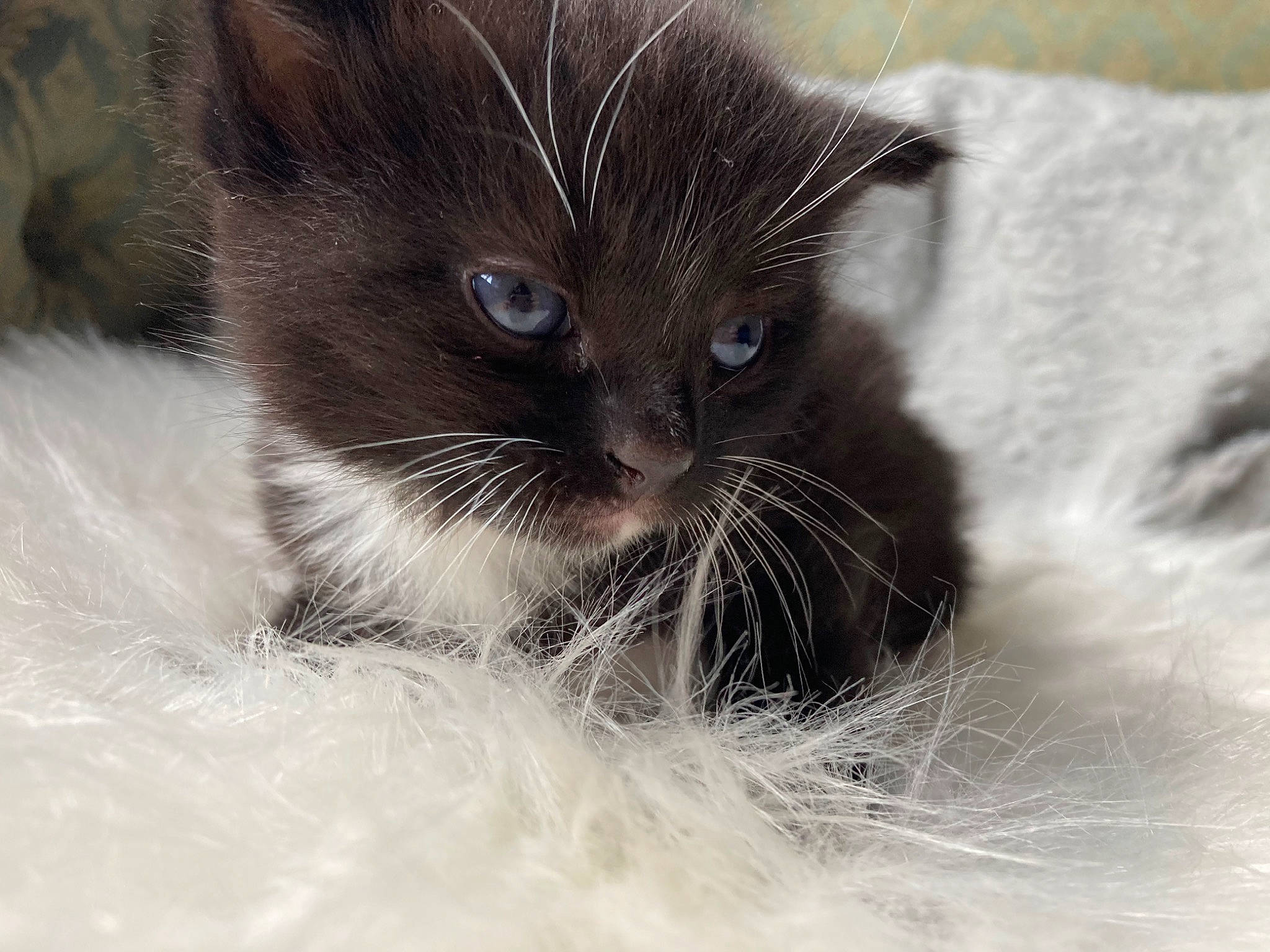 Uthred is registered to the contest to win money with this photo: carnivore, cat, claw, comfort, domestic_short_haired_cat, eye, felidae, fur, monochrome_photography, paw, sand, small_to_medium_sized_cats, snout, terrestrial_animal, whiskers