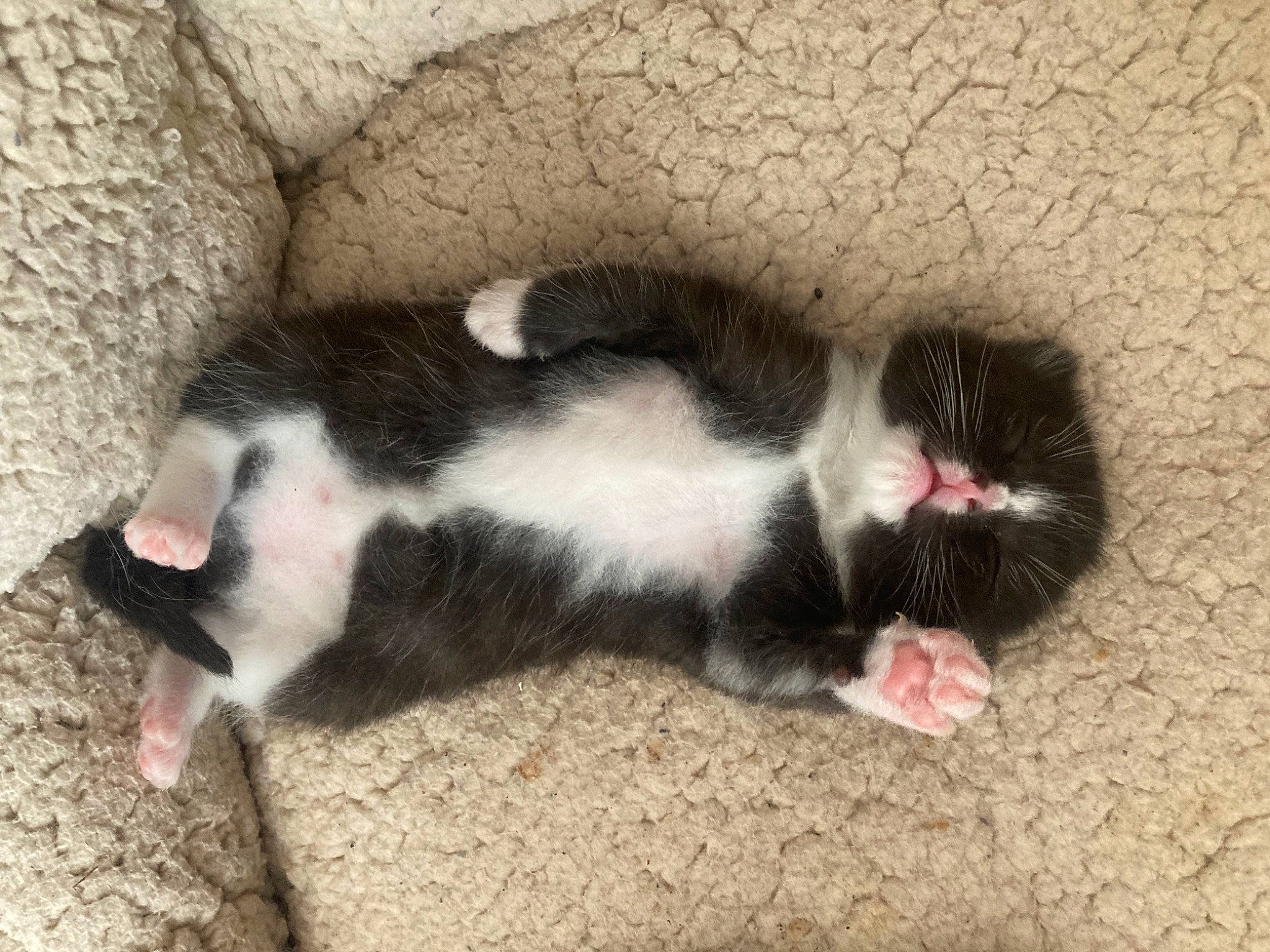 Ragnar joined the competition — help win amazing prizes! carnivore, cat, claw, comfort, dog_breed, domestic_short_haired_cat, felidae, foot, fur, paw, small_to_medium_sized_cats, snout, tail, terrestrial_animal, whiskers