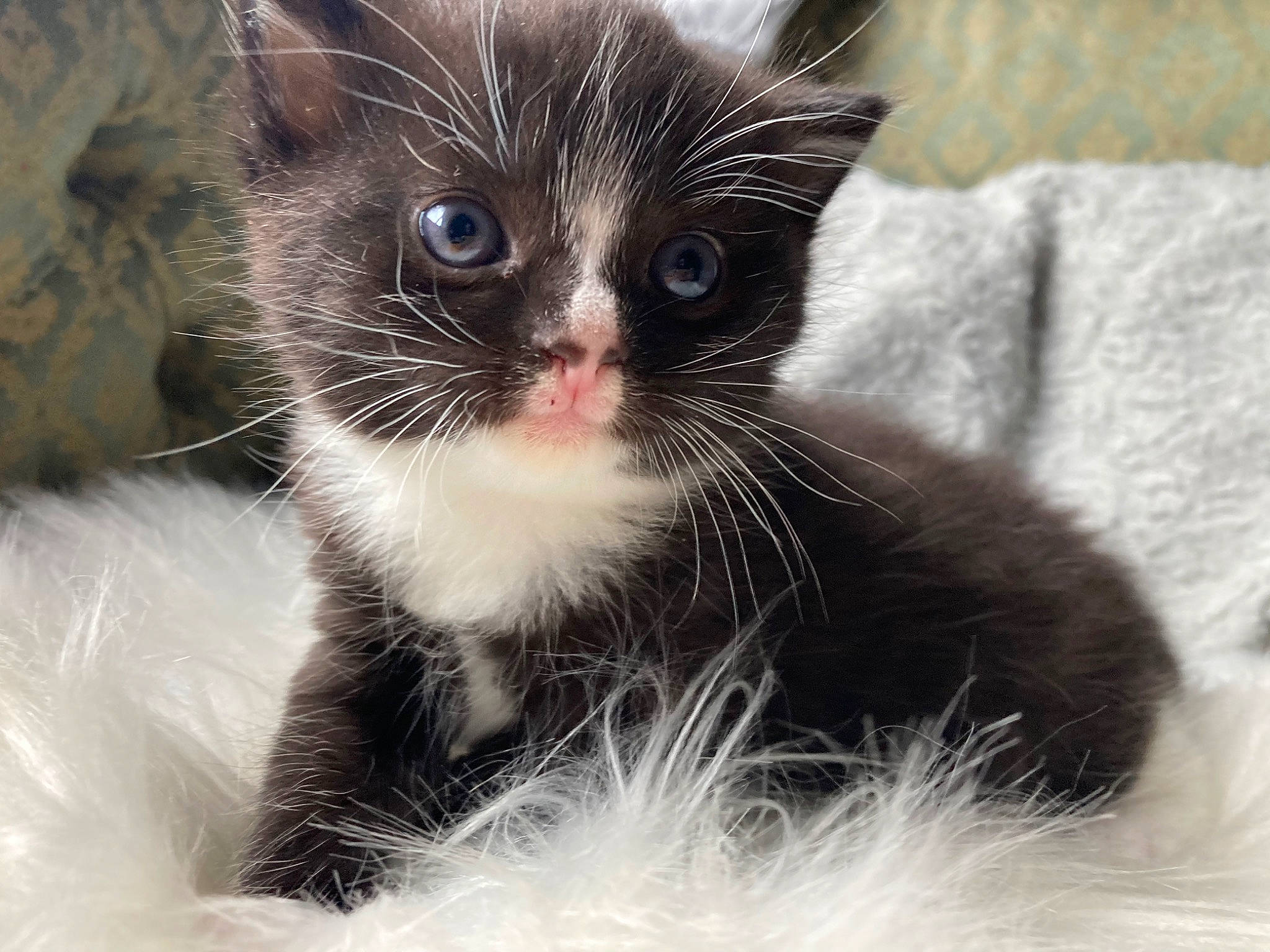 Ragnar joined the competition — help win amazing prizes! carnivore, cat, claw, comfort, domestic_short_haired_cat, felidae, fur, iris, paw, small_to_medium_sized_cats, snout, tail, terrestrial_animal, whiskers, window