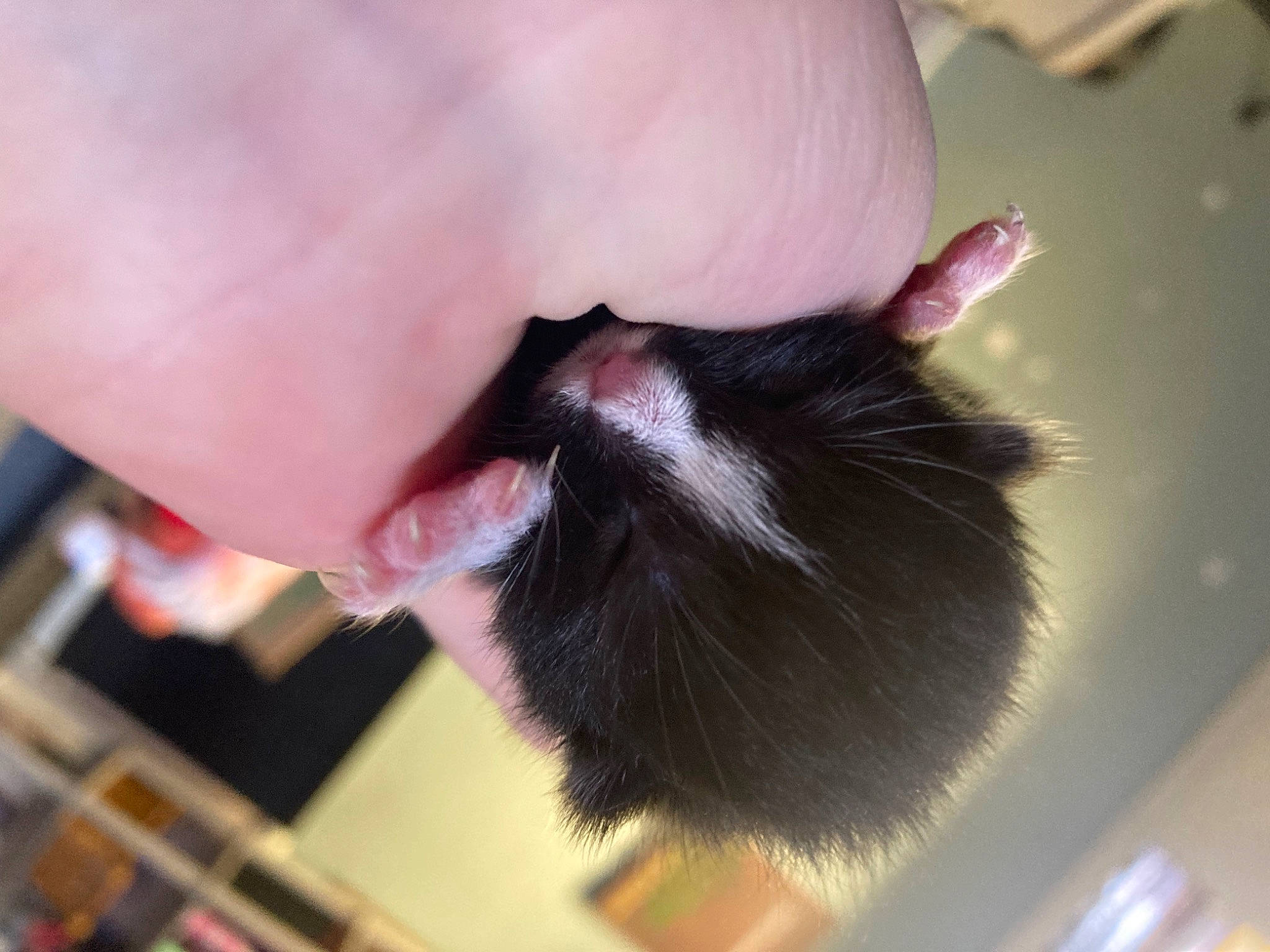 Ragnar is registered to the contest to win money with this photo: beard, black_hair, cat, dress, ear, eyelash, fashion_accessory, felidae, finger, fur, gesture, head, human_body, jaw, nail, neck, small_to_medium_sized_cats, snout, tail, whiskers