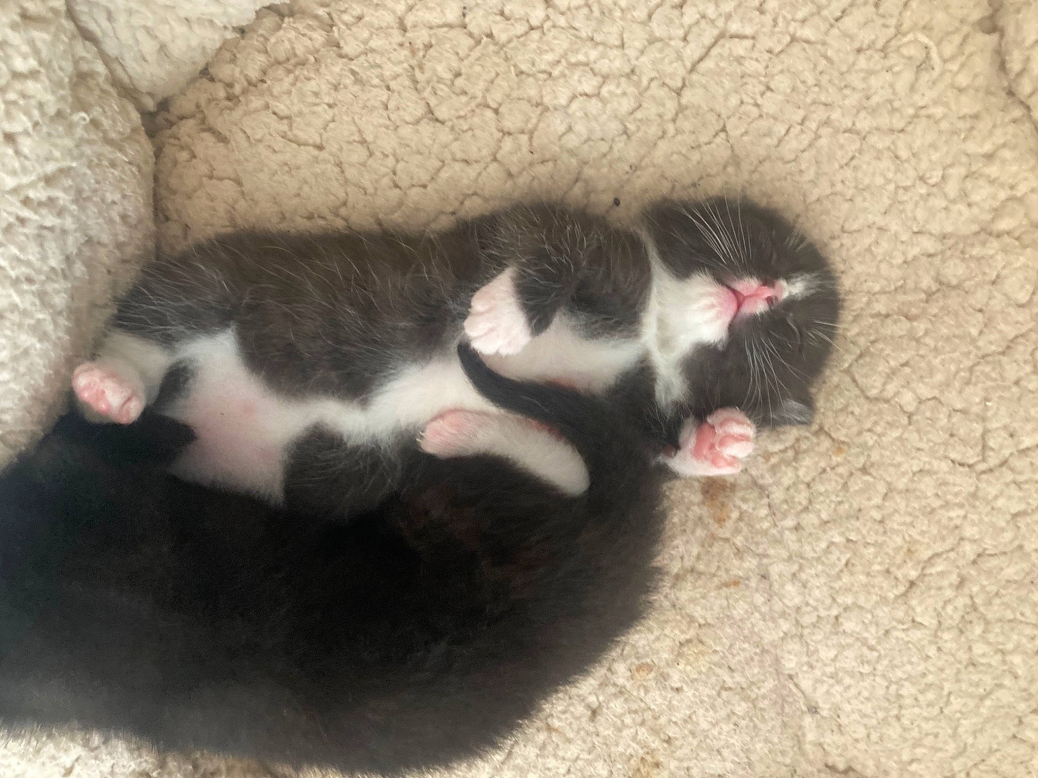 Ragnar is registered to the contest to win money with this photo: canidae, carnivore, cat, claw, comfort, dog_breed, domestic_short_haired_cat, felidae, foot, fur, mammal, nap, paw, small_to_medium_sized_cats, snout, sporting_group, tail, terrestrial_animal, vertebrate, whiskers