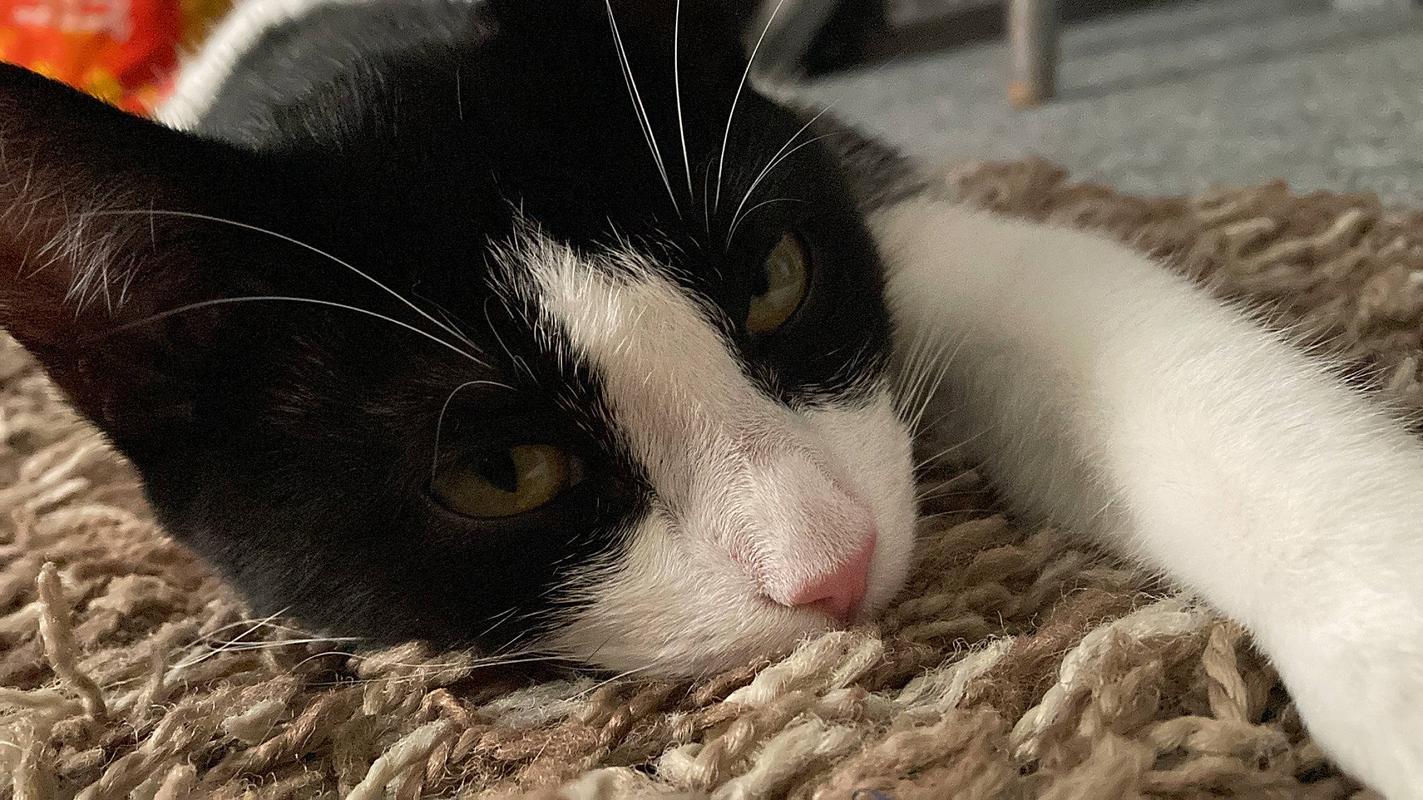Bella joined the competition — help win amazing prizes! carnivore, cat, comfort, domestic_short_haired_cat, felidae, fur, grass, iris, nap, nose, paw, small_to_medium_sized_cats, snout, terrestrial_animal, whiskers, window
