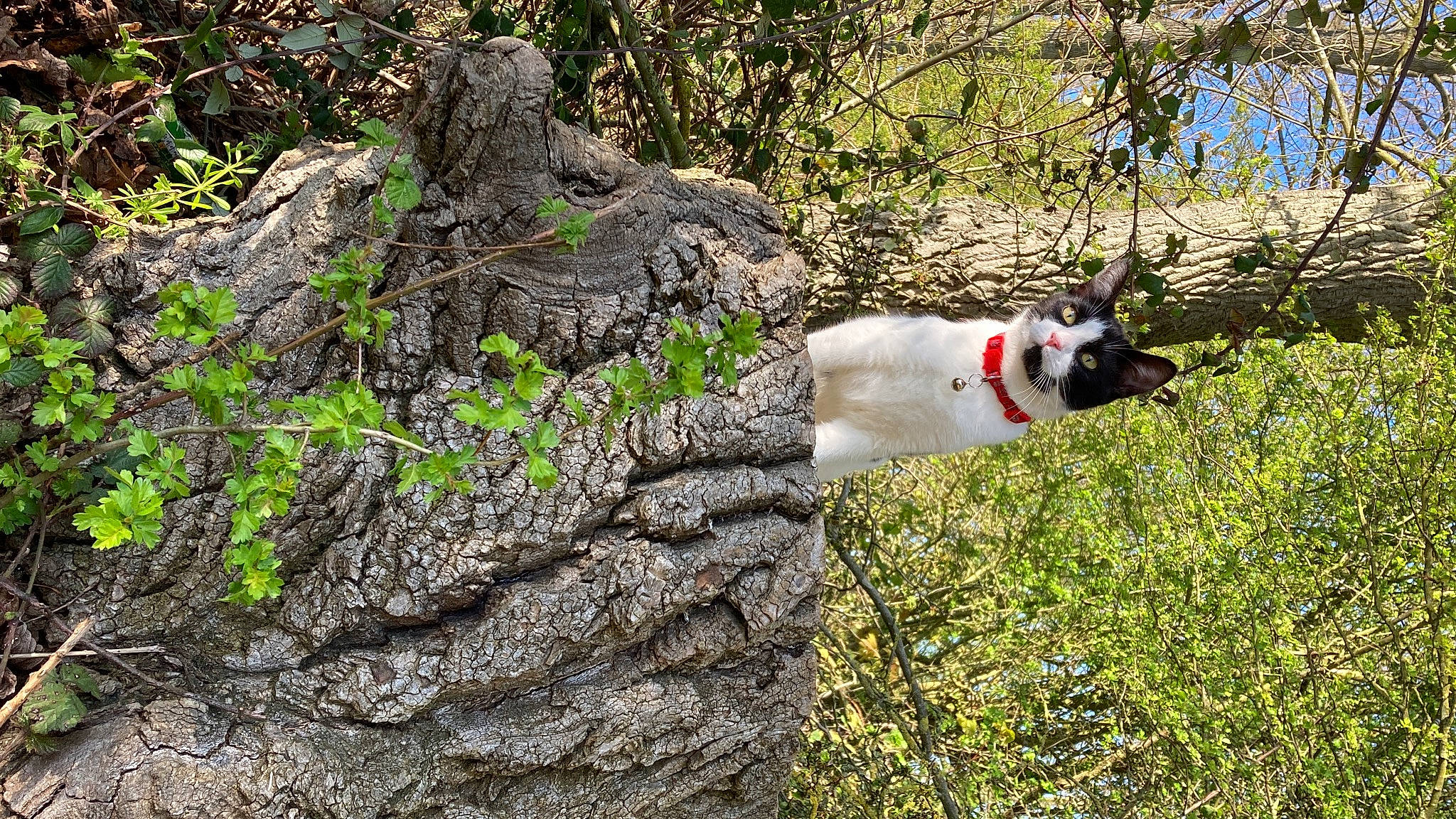 Bella joined the competition — help win amazing prizes! bedrock, carmine, dog_hiking, forest, grass, groundcover, jungle, natural_landscape, northern_hardwood_forest, old_growth_forest, outcrop, plant, rock, shrub, soil, tree, trunk, twig, wood, woodland