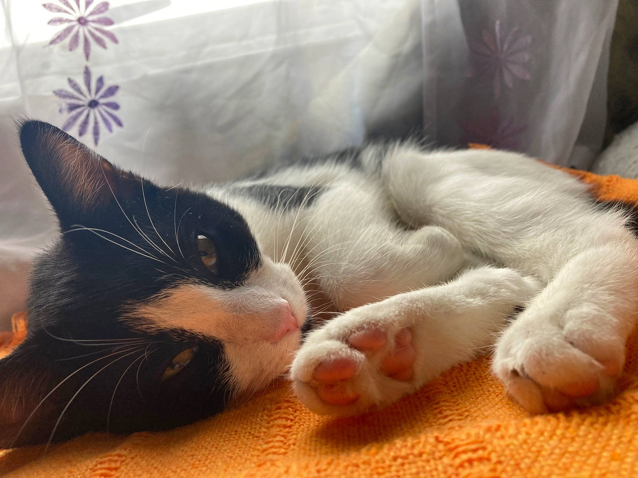 Bella joined the competition — help win amazing prizes! carnivore, cat, claw, comfort, domestic_short_haired_cat, eye, felidae, flooring, foot, fur, happy, leg, linens, nap, paw, sleep, small_to_medium_sized_cats, snout, tail, whiskers