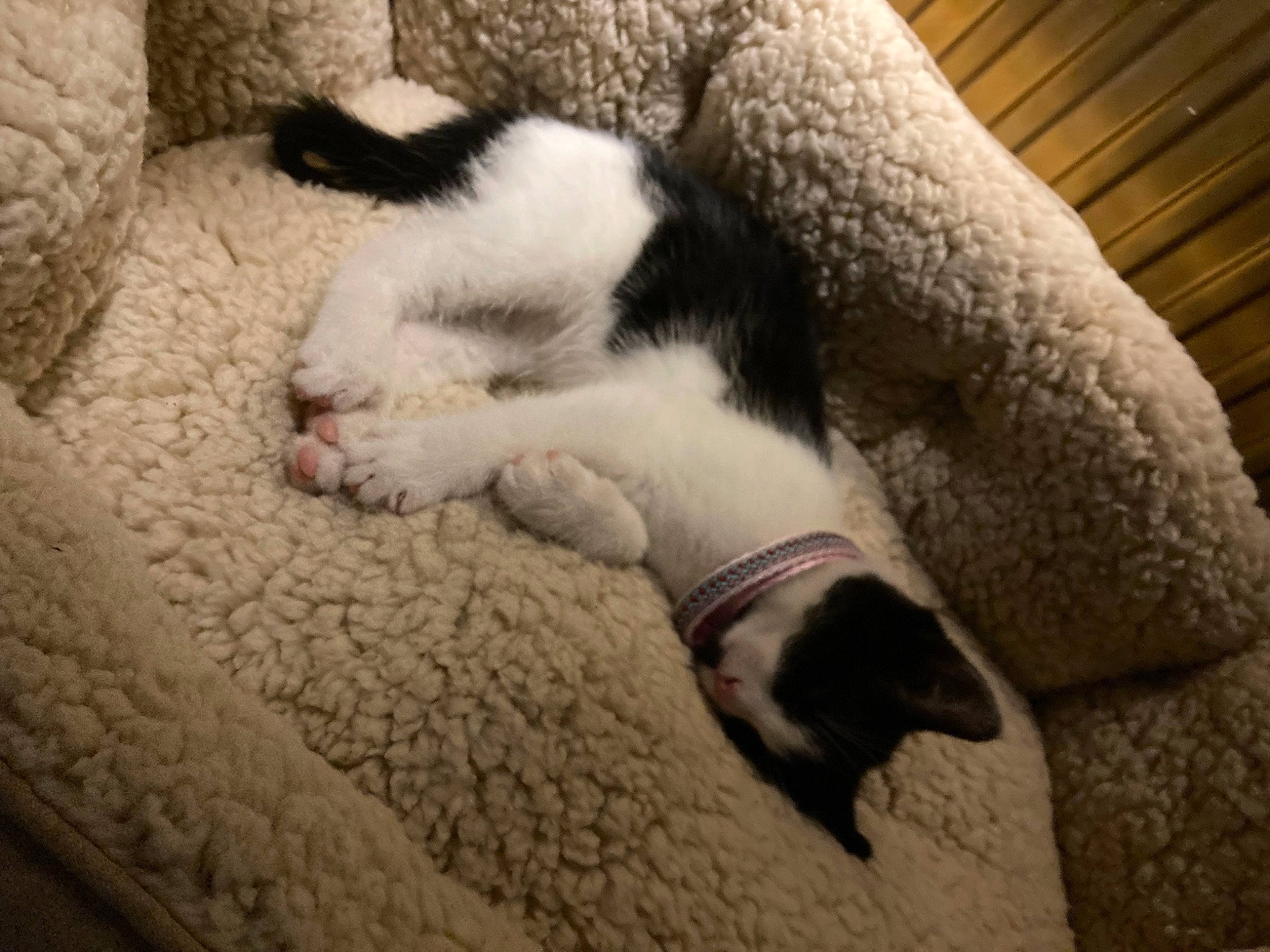 Bella joined the competition — help win amazing prizes! carnivore, cat, claw, comfort, domestic_short_haired_cat, fawn, felidae, flooring, fur, linens, mammal, nap, paw, small_to_medium_sized_cats, snout, tail, terrestrial_animal, vertebrate, whiskers, wood