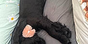 Bonnie joined the competition — help win amazing prizes! animal, bed, black_dog, blanket, collar, comfort, cozy, cute, dog, domestic_animal, flower_accessory, fur, indoors, laying_down, peaceful, pet, pillow, resting, sleeping, soft