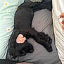 Bonnie joined the competition — help win amazing prizes! dog, black_dog, sleeping, bed, pillow, blanket, flower_accessory, pet, resting, indoors, cute, cozy, fur, collar, animal, comfort, peaceful, laying_down, soft, domestic_animal