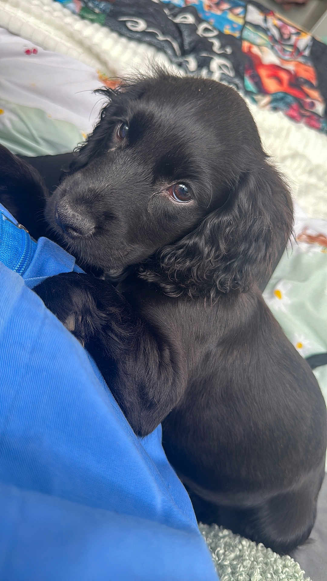Bonnie is registered to the contest to win money with this photo: puppy, dog, black_fur, pet, cute, close_up, snuggling, blue_clothing, indoors, soft_texture, bed, blanket, young_dog, portrait, animal, fur, eyes, cuddle, companion, comfort