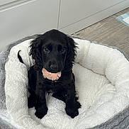 Bonnie is registered to the contest to win money with this photo: puppy, dog, black_dog, pet_bed, indoor, floor, wood_floor, cute, animal, young_dog, collar, pink_collar, fluffy, fur, sitting, looking_at_camera, cozy, soft, adorable, pet