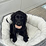 puppy, dog, black_dog, pet_bed, indoor, floor, wood_floor, cute, animal, young_dog, collar, pink_collar, fluffy, fur, sitting, looking_at_camera, cozy, soft, adorable, pet
