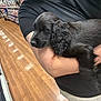 Bonnie is registered to the contest to win money with this photo: puppy, dog, black_dog, sleeping, curly_ears, person, arms, pet_store, shelves, pet_supplies, wooden_floor, indoor, shopping_aisle, holding, cute, animal, fur, relaxed, store, commerce
