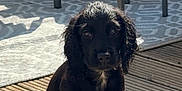 Bonnie is registered to the contest to win money with this photo: puppy, black_dog, dog, pet, outdoor, wooden_deck, sunlight, patterned_rug, chair, cushion, animal, young_dog, sitting, fur, cute, domestic_animal, portrait, daylight, relaxing, wet_fur