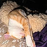 cat, kitten, orange_and_white, sleeping, resting, upside_down, fluffy, fur, paw, whiskers, pink_nose, closed_eyes, blanket, bed, cozy, indoors, pet, cute, relaxed, portrait