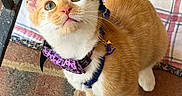 Muenster-Cheesemoney is registered to the contest to win money with this photo: cat, kitten, orange_cat, white_paws, tabby, pet, animal, harness, bow_tie, collar, blue_leash, outdoor, brick_patio, plaid_cushion, sitting, looking_up, whiskers, pink_nose, close_up, portrait