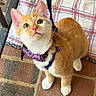 cat, kitten, orange_cat, white_paws, tabby, pet, animal, harness, bow_tie, collar, blue_leash, outdoor, brick_patio, plaid_cushion, sitting, looking_up, whiskers, pink_nose, close_up, portrait