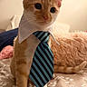 Muenster-Cheesemoney is registered to the contest to win money with this photo: cat, orange_cat, kitten, pet, animal, tie, collar, dressed_up, formalwear, portrait, indoor, bedroom, bed, blanket, patterned_bedding, sitting, standing, fluffy, whiskers, cute