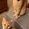 Muenster-Cheesemoney is registered to the contest to win money with this photo: cats, ginger_cats, kitten, adult_cat, bow_tie, pet, indoor, portrait, sitting, standing, feline, orange_fur, whiskers, pointed_ears, green_eyes, blue_accessory, checkered_accessory, couch, ottoman, dresser